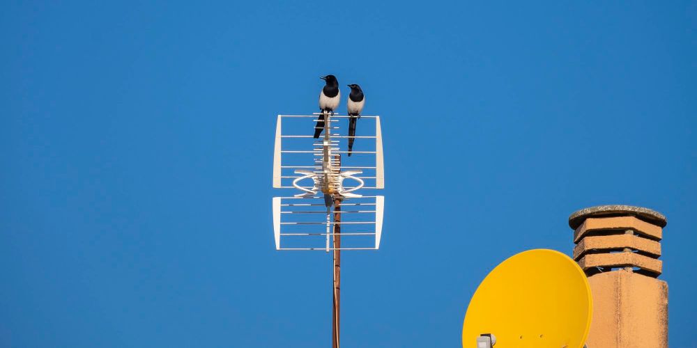pájaros posados sobre unas antenas